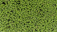 Blooming green Azolla or mosquito fern leaves in a pond background