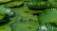 Round green water lily leaves in pond