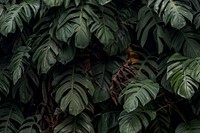 Wet Monstera deliciosa plant leaves in a garden