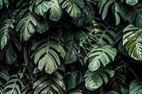 Monstera deliciosa plant leaves in a garden