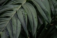 Wet Monstera deliciosa plant leaves in a garden