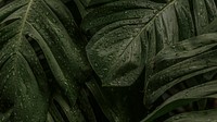 Leaf desktop HD wallpaper, green monstera leaves computer background, aesthetic nature image