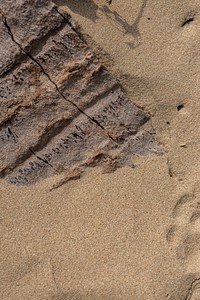 Natural sand with a piece of wood textured background