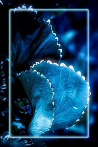 Rectangle frame and blue effect color on Acalypha Wilkesiana leaves