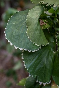 Natural green Acalypha Wilkesiana leaves