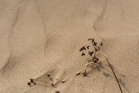 Dried plant on natural sand background
