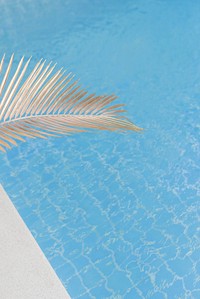 Swimming pool with palm leaf in sunlight