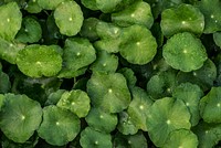 Green leafy pennyworth background