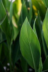 Close up of green Cigar flower leaves