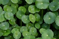 Green leafy pennyworth background