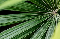Tropical green palm leaves background