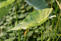 Taro or elephant ear leaves and stems in natural light