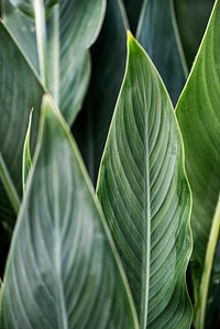 Close up of green Cigar flower leaves