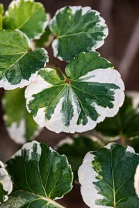 Close up of Polyscias Balfouriana leaves