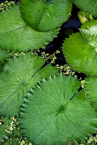 Round green water lily leaves in pond