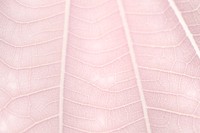 Line art pattern on pale pink dwarf white leaf texture macro photography