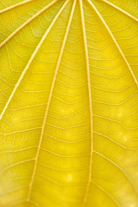 Line art pattern on yellow dwarf white leaf texture macro photography