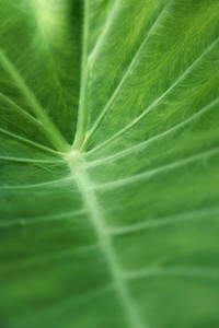 Foliage line art of green Taro or elephant ear leaf macro photography