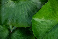 Fresh green water lily leaves macro photography