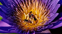 Bees pollinating a purple lotus
