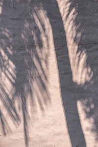 Shadow of leaves on a concrete wall