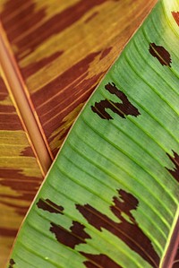 Line art pattern on dwarf cavendish banana leaves texture macro photography