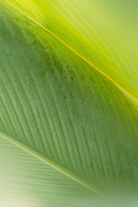 Calathea lutea leaves macro shot background