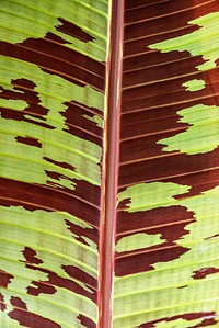 Line art pattern on dwarf cavendish banana leaf texture macro photography