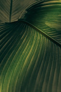 Close up of green Cigar flower leaves