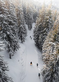 People skiing in a snowy forest