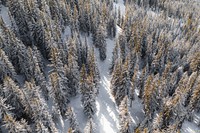 Aerial view of a snowy forest 