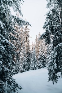 View of a snowy forest 