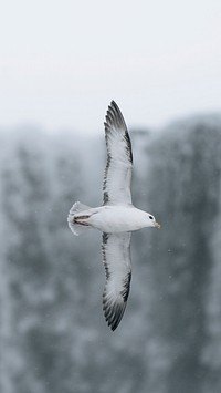 Bird phone wallpaper background, seagull soaring over the Icelandic nature