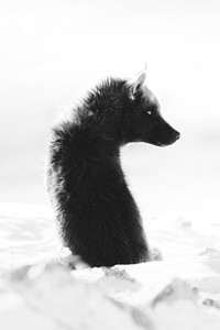 Sled dog sitting and waiting in the snow