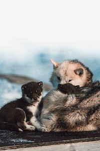 Cute Greenland huskies resting in the snow