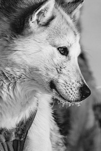 Closeup of a cute Greenland sled dog