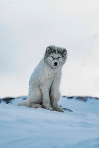 Cute Greenland sled dog puppy sitting in the snow
