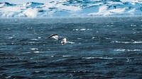 Ocean desktop wallpaper background, seagull flying over the sea in Greenland