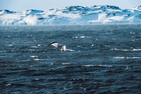 Seagull flying over the sea in Greenland