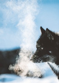 Greenland sled dog with cold breath