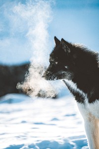 Greenland sled dog with cold breath
