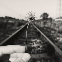 Hand holding dried flower