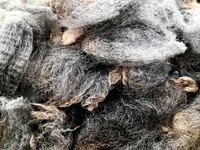 Close up of sheep wool