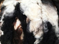 Close up of sheep wool texture