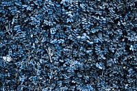 Blue leaves patterned background text pace