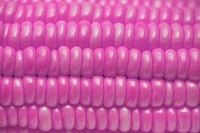Closeup of pink corn textured background