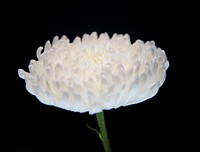 Macro shot of white chrysanthemum