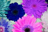 Closeup of colorful flowers in negative filter floating on water background