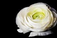 Closeup of blooming white rose