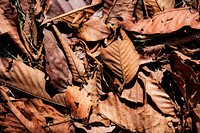 Closeup of dried leaf in autumn